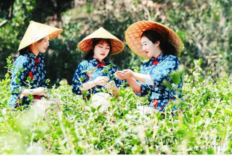 葉葉知春！無錫毫茶已經開采