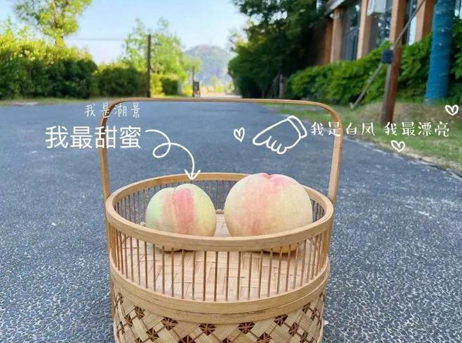 “大白鳳、小湖景”