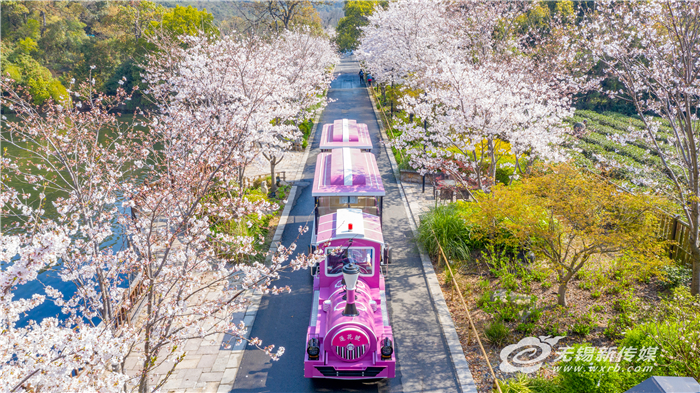 “花經濟”借“花”綻放，無錫深挖“賞花+”讓“花海經濟”四季如春
